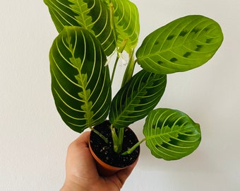 Lemon Lime Prayer Plant - Maranta Leuconeura- Rare Variety - Tropical Plant