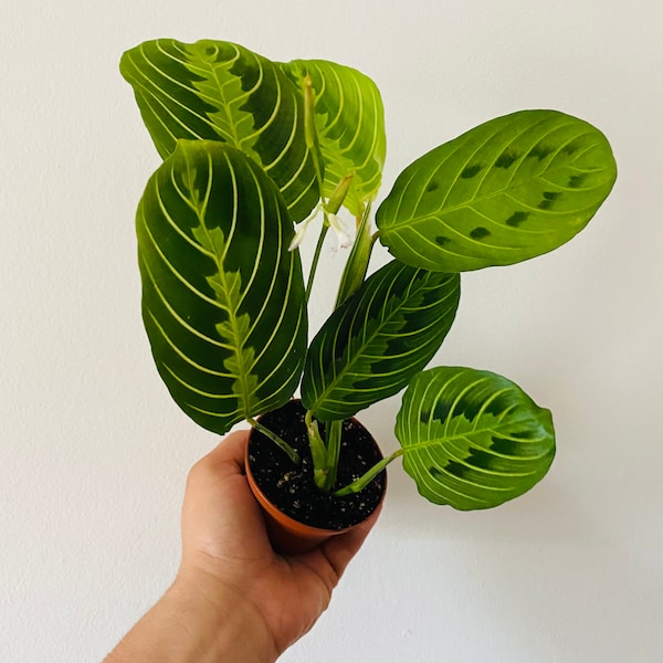 Lemon Lime Prayer Plant - Maranta Leuconeura- Rare Variety - Tropical Plant- Live Houseplant in 3” Pot