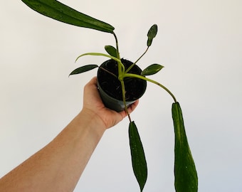 Philodendron Joepii - Climbing Aroid - Rare Plants - Live Plant in 4” Pot