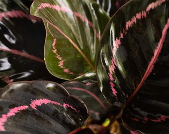 Calathea Black Rose 2" Pot: Rare Dark Velvet Prayer Plant  Indoor  Houseplant Starter  Genz Baby Plant - Etsy