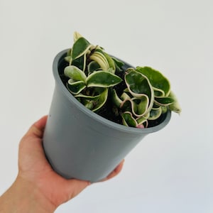 Variegated Hoya Rope - Pink Variegated Hoya - Live Houseplant in 6” Pot