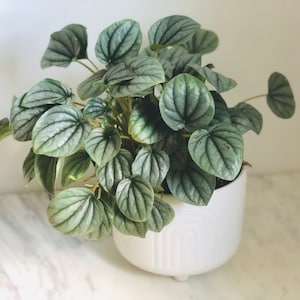 Peperomia Frosty - Silver Caperata - Trendy Houseplant - Live Plant in 4” Pot