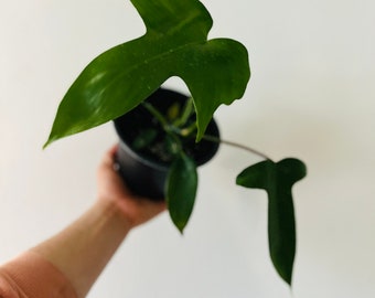 Philodendron Florida Green - Red Petiole - Rare Aroid - Live Plant in 4” or 6” Pot