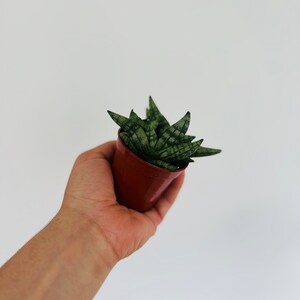 Sansevieria Dwarf Boncel - Rare Mini Snake Plant - Live Plant in 3