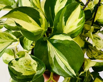 Manjula Pothos - Easy Plants - Beginner Plant - Rare Pothos - Live Houseplant in 4” Pot