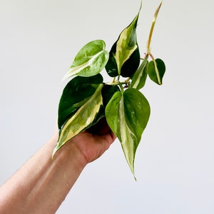 Philodendron Cream Splash - Rare Aroid -  Philodendron Hederaceum &#39;Cream Splash&#39; - Live Plant in 3” Pot