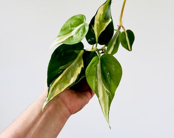 Philodendron Cream Splash: Rare Variegated Aroid - Live Plant (3" Pot)