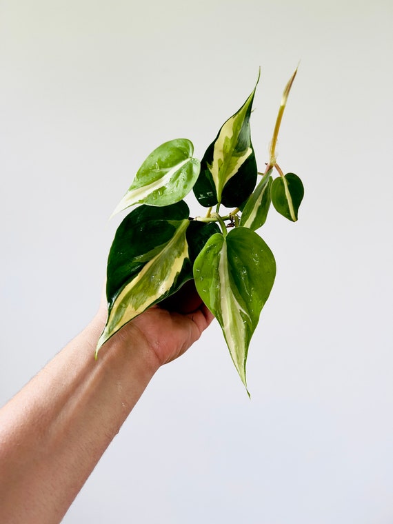 Philodendron Cream Splash: Rare Variegated Aroid - Live Plant (3" Pot)