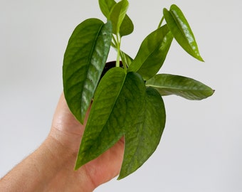 Cebu Blue Pothos - Epipremnum Pinnatum - Starter Plants - Live Houseplant in 2” Pot