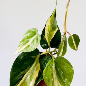 May include: A variegated houseplant with green and white leaves. The plant has a trailing vine and heart-shaped leaves.