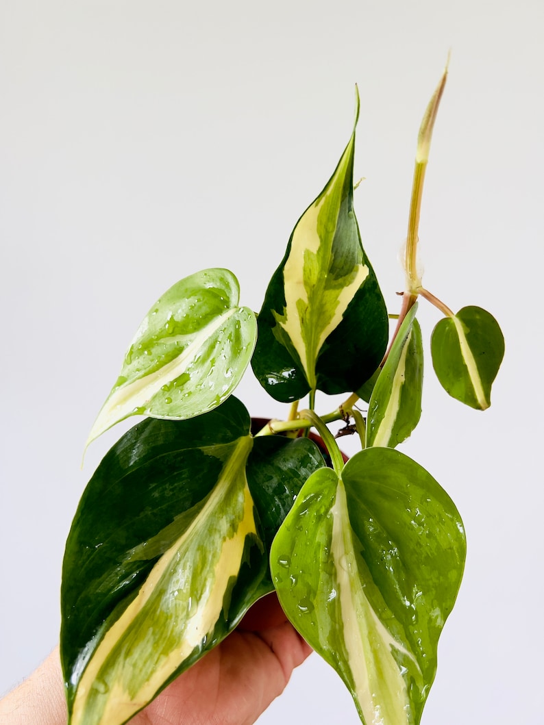 May include: A variegated houseplant with green and white leaves. The plant has a trailing vine and heart-shaped leaves.