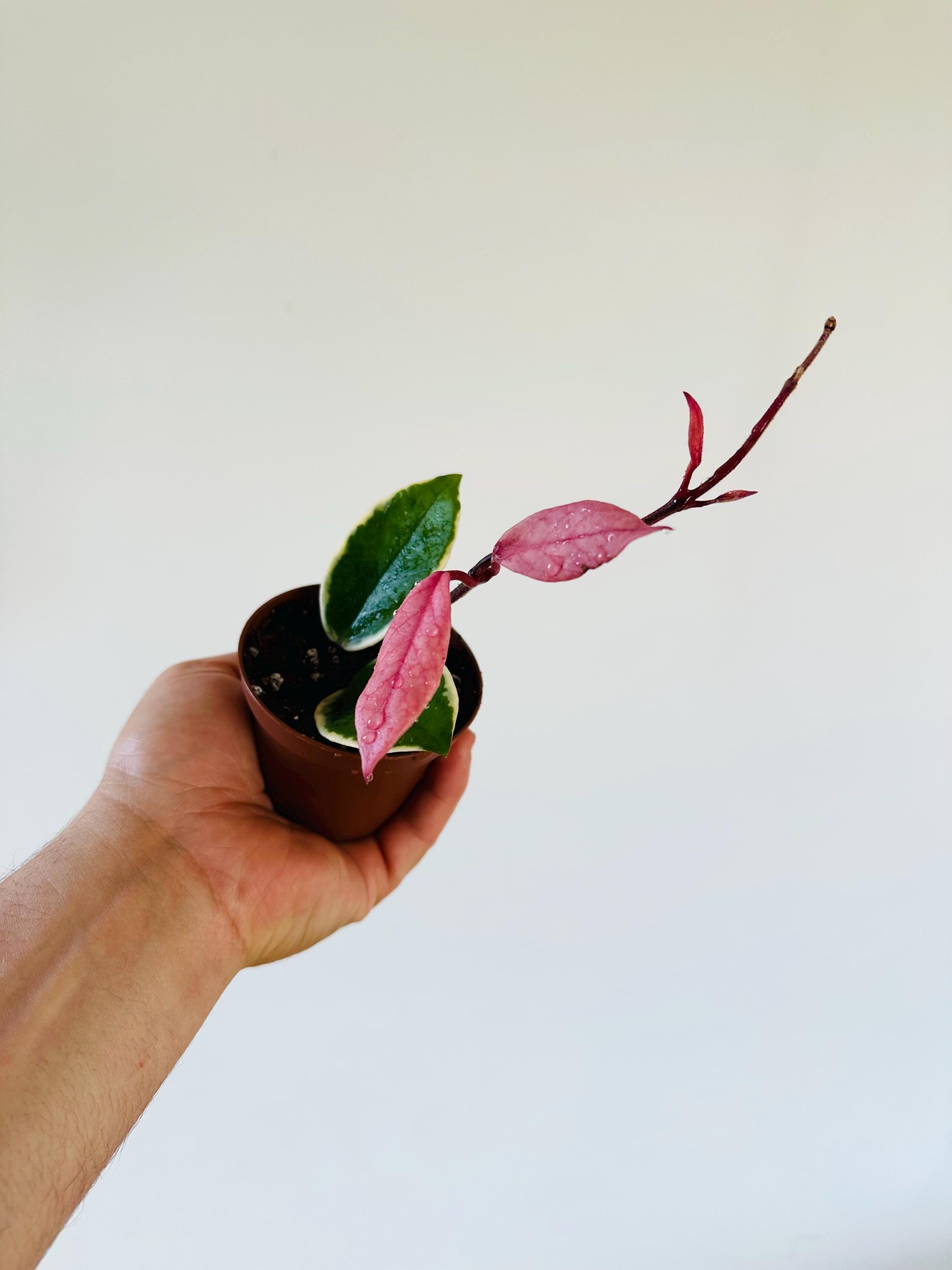 Hoya Flamingo Dream (purple Pride) - New Carnosa Variety - Live