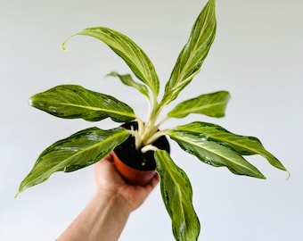 Aglaonema Frost - Narrow Leaf Chinese Evergreen - - Tropical Houseplant - Live Plant in 4” Pot