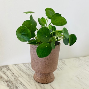 Camille Planter - Speckled Blush - Ceramic Compote Planter - In Multiple Sizes