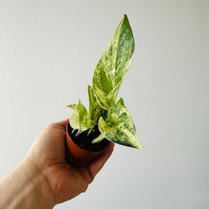 May include: A small potted plant with variegated green and yellow leaves. The plant is in a small brown pot and held in a hand against a white background. The leaves have a speckled pattern.
