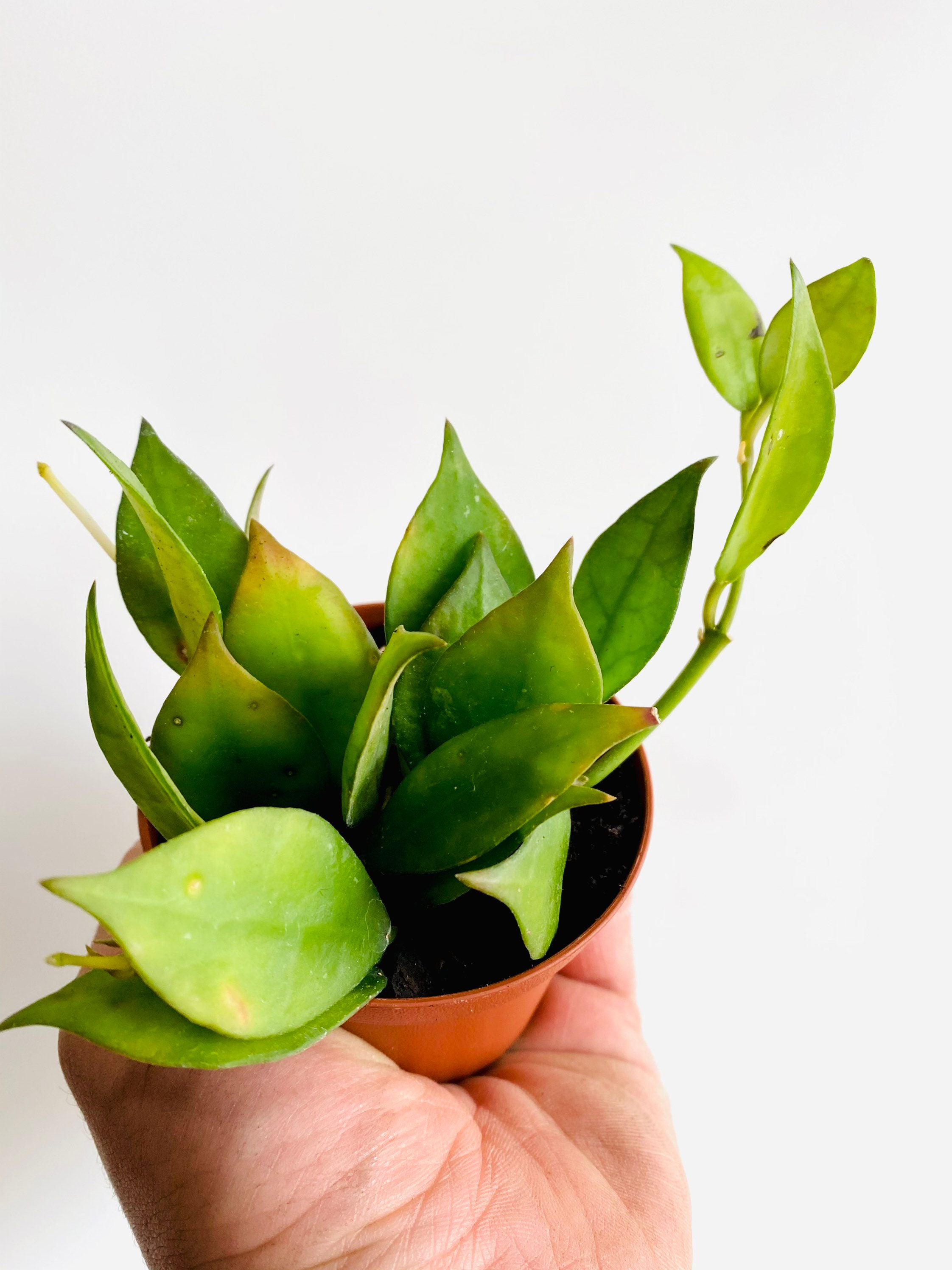 Hoya Lacunosa - Cinnamon Hoya - 3” Tropical Wax Plant