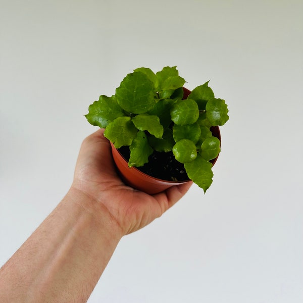 Hoya Endauensis: Tropical Citrus Wax Plant - 4" Pot