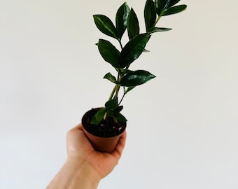 ZZ Dwarf Leaf - Easy plant- Low light plant-Zamioculcas Zamiifolia - Live Plant in 3” Pot