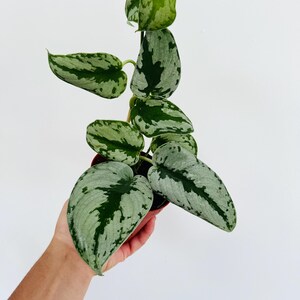 Scindapsus Borneo - Etsy