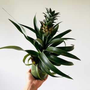 Pineapple Plant - Pineapple Bromelaid - Fruit Plants - Live Plant in 4” or 6” Pot