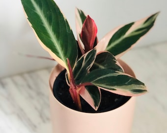 Stromanthe Triostar - Magenta - Prayer Plant- Sanguinea - pink plant- Multiple Sizes