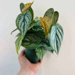 May include: A potted silver satin pothos plant with green and silver leaves. Some of the leaves have a yellow-brown hue.
