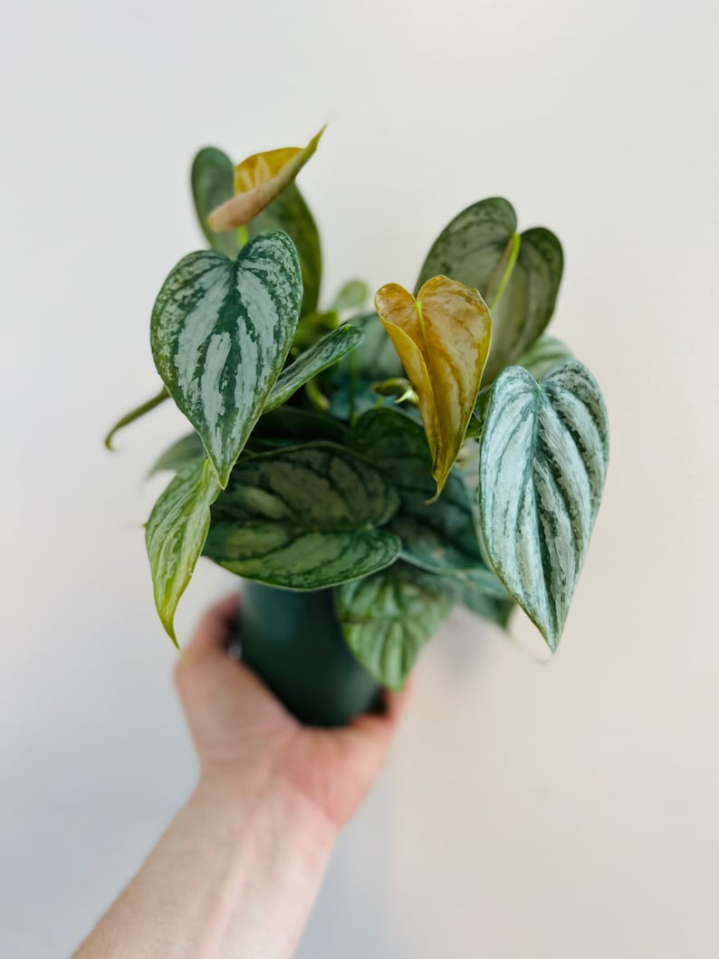 May include: A potted silver satin pothos plant with green and silver leaves. Some of the leaves have a yellow-brown hue.