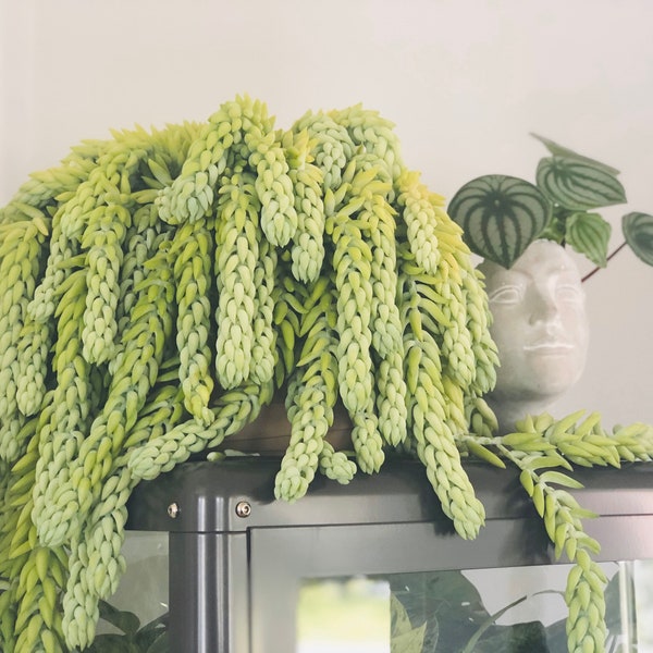 Burros Tail - Sedum Morganianum - Donkey Tail - Trailing Plant - Succulent - Multiple Sizes