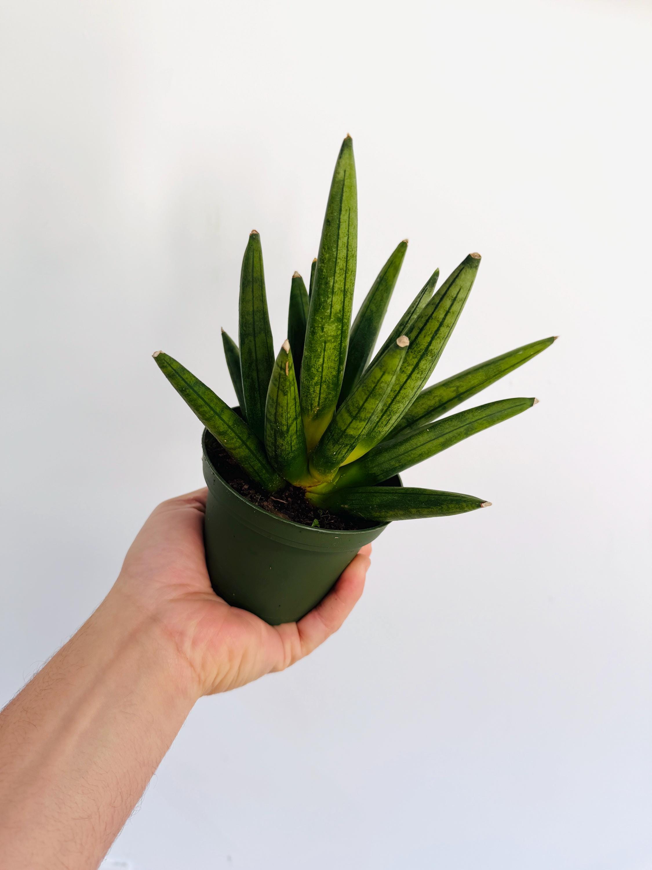 Sansevieria Hedgehog - Spiky Snake Plants - Live Houseplant in 4 Pot - Etsy