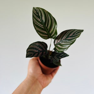 Calathea Ornata - Pink Plants - Starter Plants - Pinstripe Plant - 3” Pot