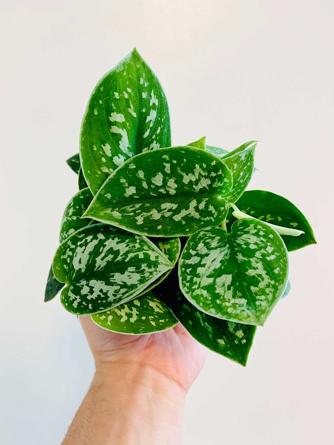 Silver Satin Pothos Scindapsus Pictus Argyraeus Silver Pothos Plant