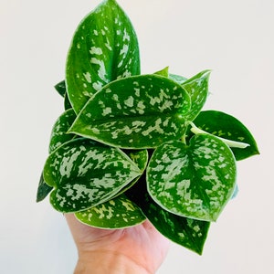 Silver Satin Pothos - Scindapsus Pictus Argyraeus - Silver Pothos Plant - Easy Houseplant - Live Plant in 3&quot; or 4&quot; or 6&quot; Pots