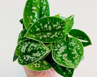 Silver Satin Pothos - Scindapsus Pictus Argyraeus - Silver Pothos Plant - Easy Houseplant - Live Plant in 3" or 4" or 6" Pots