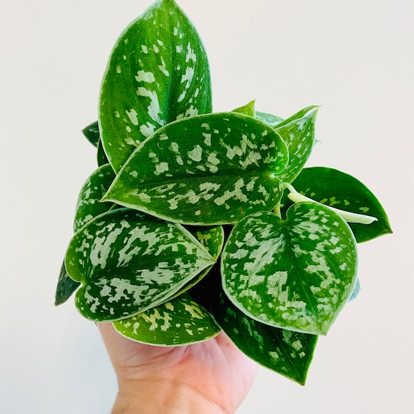 Silver Satin Pothos - Scindapsus Pictus Argyraeus - Silver Pothos Plant - Easy Houseplant - Live Plant in 3" or 4" or 6" Pots