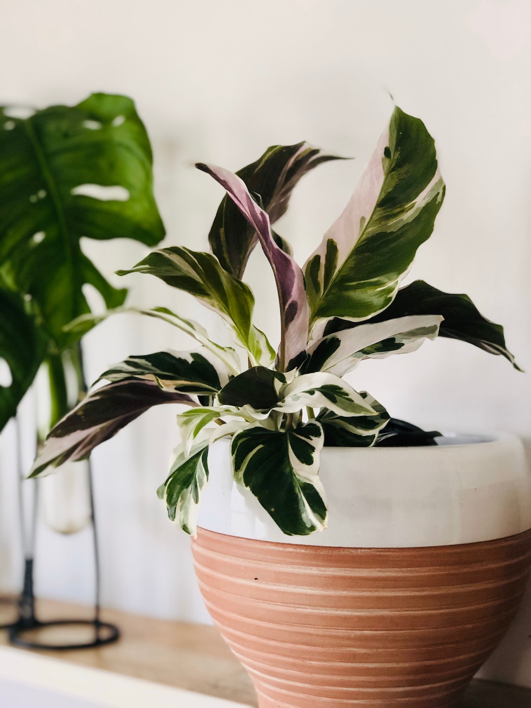 Calathea White Fusion - Peacock Plant - Rare - Multiple Sizes - Etsy