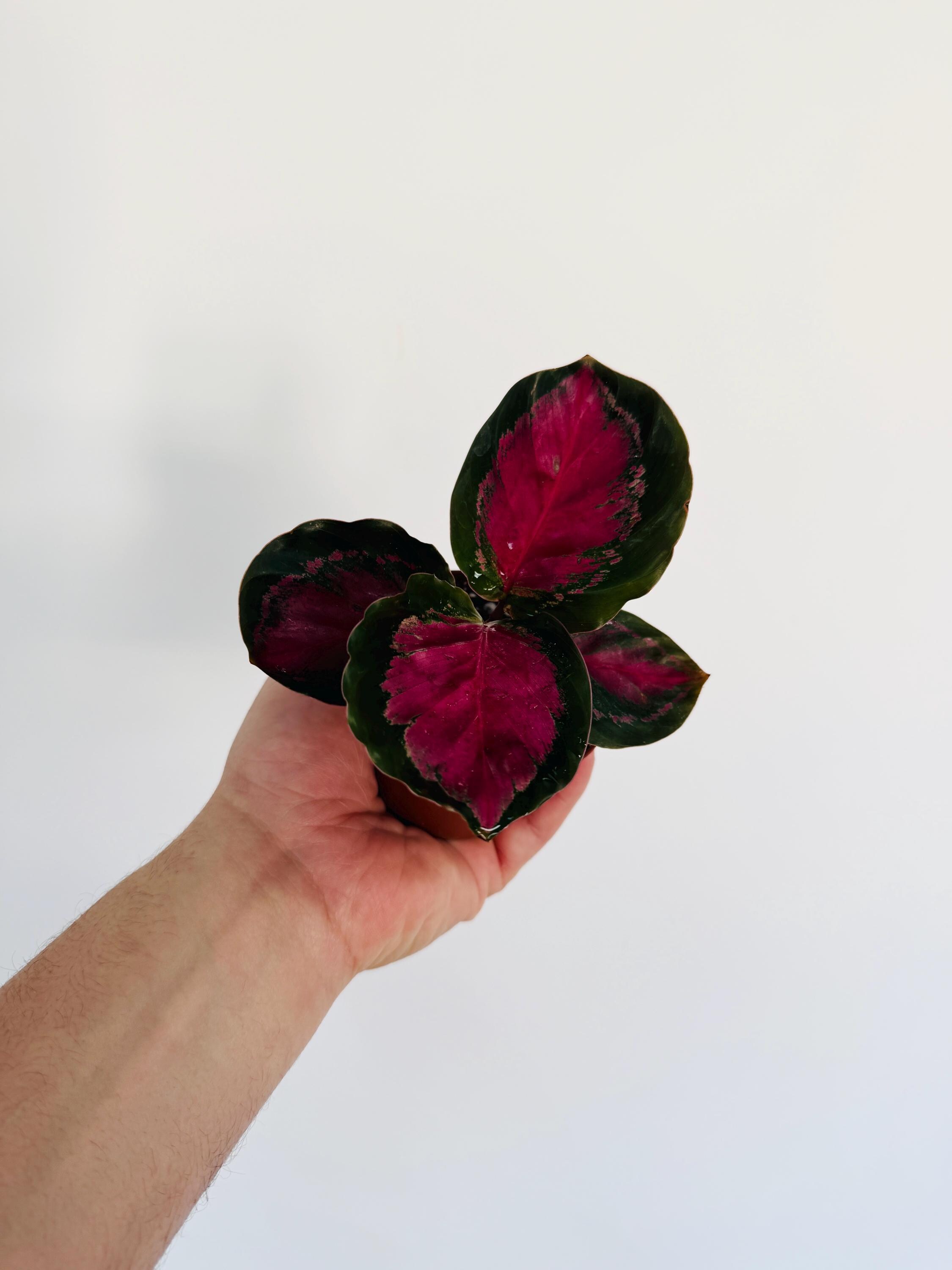 Bleeding Heart Calathea - Prayer Plant - Gothic Decor - Live