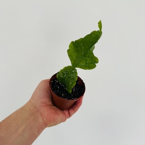 May include: A small, green plant with textured leaves, potted in a brown plastic container. The plant is held in a person's hand against a white background. The plant has water droplets on its leaves.