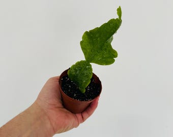 Rhipsalis Oblonga - Tropical Blooming Cactus - Boho Decor - Live Houseplant in 3” Pot