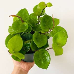 Hoya Chelsea - Hoya rara - Planta de interior - Disponible en macetas de varios tamaños