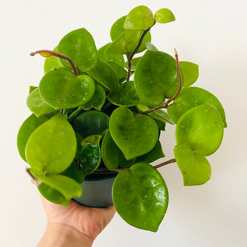 Hoya Chelsea - Rare Hoya - Indoor Plant - Available in Multiple Pot Sizes