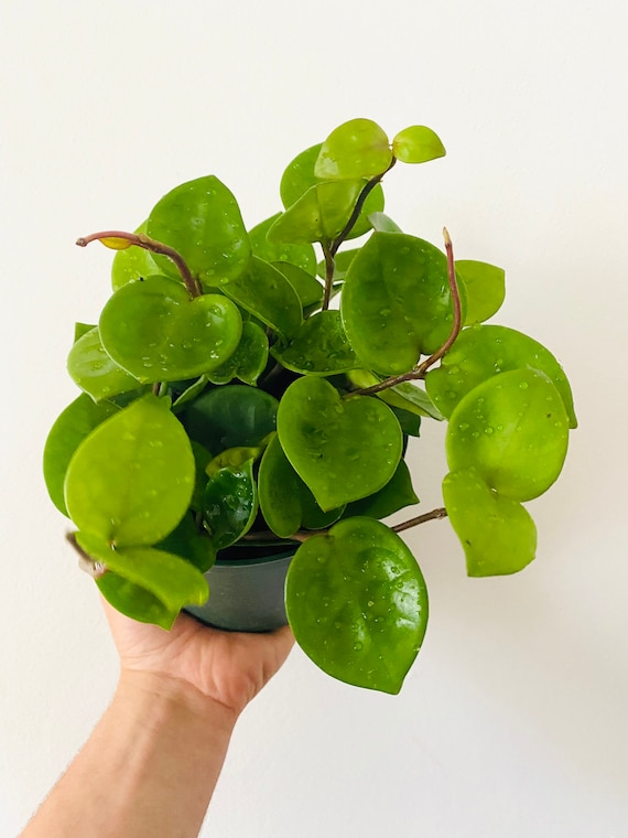 Hoya Chelsea - Rare Hoya - Indoor Plant - Available in Multiple Pot Sizes