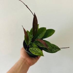 Hoya Pubicalyx Royal Hawaiian Purple - Live Plant in 3” or 4” Pot