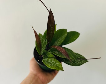 Hoya Pubicalyx RHP - Purple Pubicalyx - Live Plant in 3” or 4” Pot
