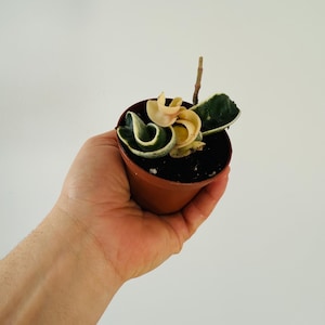 Variegated Hoya Compacta: Hindu Rope Wax Plant - 3” Pot
