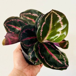 Calathea Black Rose - Prayer Plant - Roseopicta - Starter Plant - Live Plant in 2” or 4" Pot