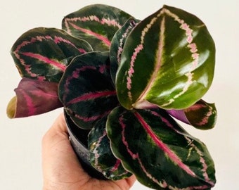 Calathea Black Rose - Prayer Plant - Roseopicta - Starter Plant - Live Plant in 2” or 4" Pot