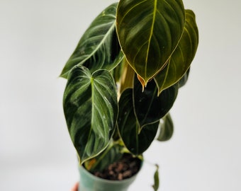 Philodendron Melanochrysum Totem - Very Full - Velvet Leaf Aroid - Rare Plant - Live Plant in 6” Pot with Totem