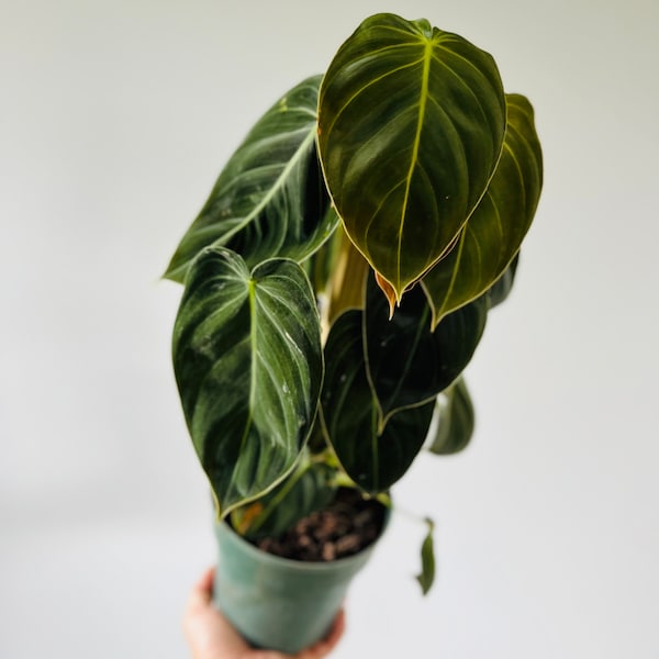 Philodendron Melanochrysum Totem - Very Full - Velvet Leaf Aroid - Rare Plant - Live Plant in 6” Pot with Totem