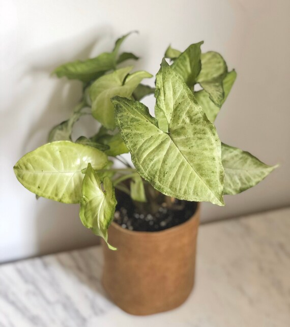 Arrowhead Plant Syngonium Podophyllum White Butterfly Etsy
