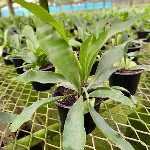 May include: A potted staghorn fern with large, green, antler-like fronds. The plant is in a black plastic pot, set on a metal grid. Other ferns are visible in the background, suggesting a nursery or greenhouse setting.